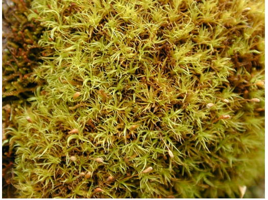 ����������� ������