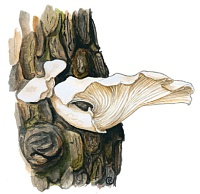 ��������� �������, ������� �������