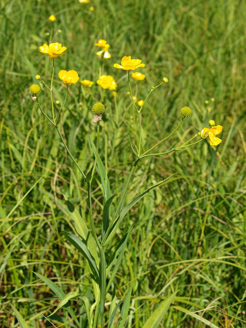 ����� �����������