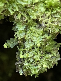 ���������� �����