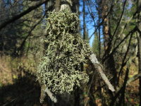 �������� ����������