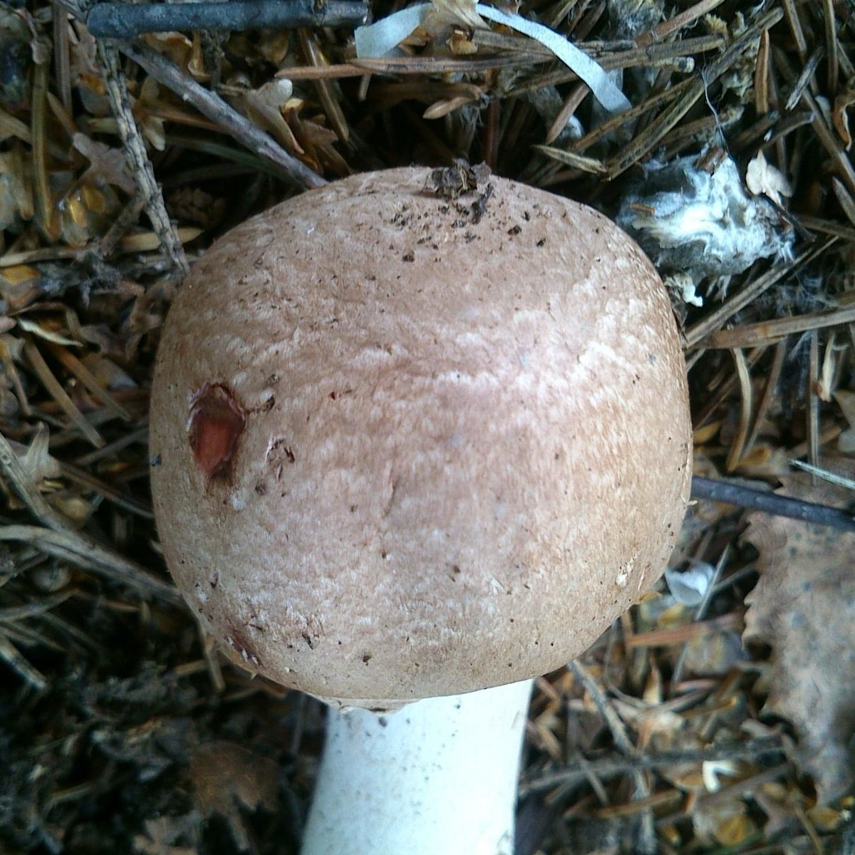 Agaricus sylvaticus