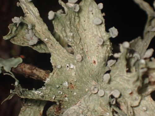 �������� ���������, �������� ����������������