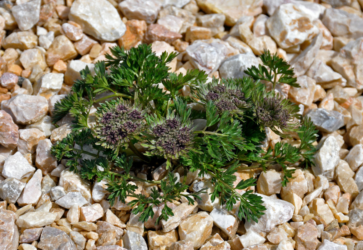 �������������� ����������