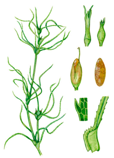 ����� ������ (�������� ������)