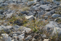 ����� ������������