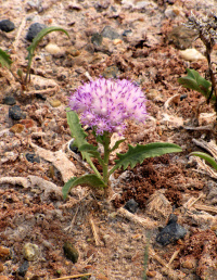 �������� ��������