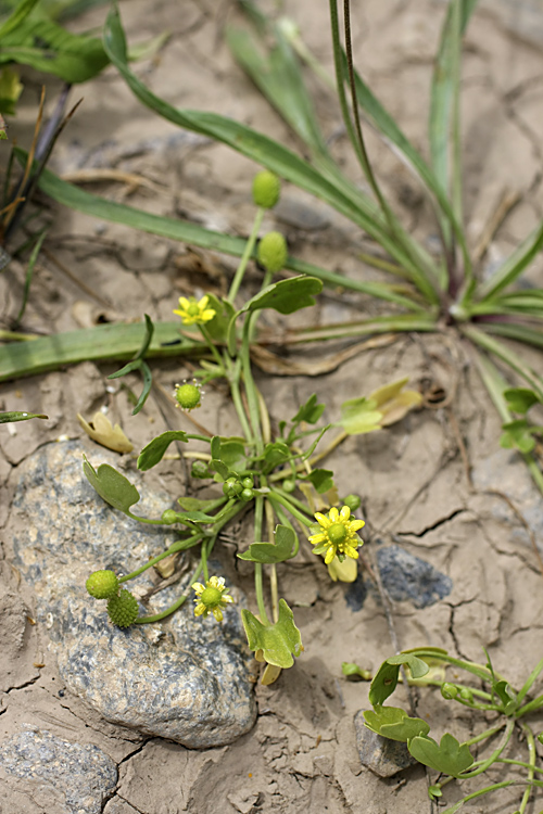 �������� �����������