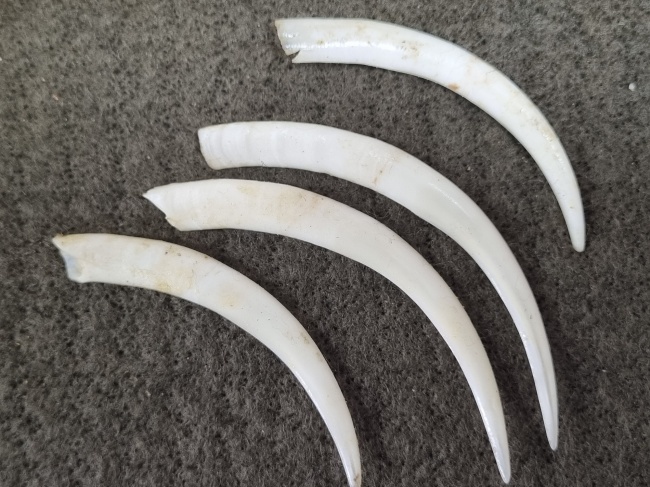 ����� �������