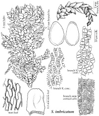 ������� ������������