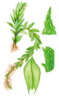 ����������� ������