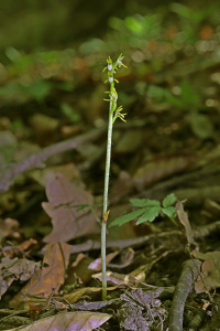 ������ �������������