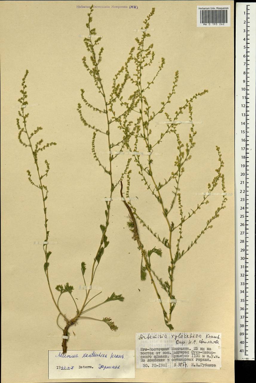 ������ ���������