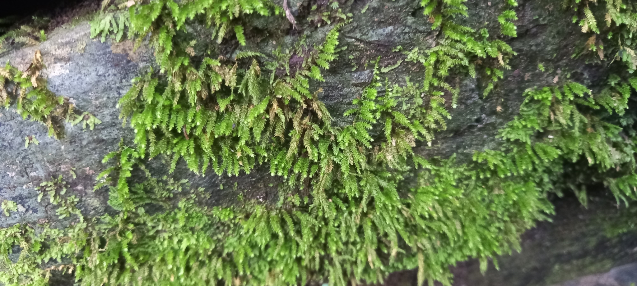 ������������ �������