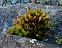 ���������� ��������������