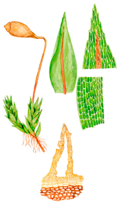 ������������ �����������