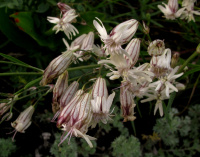 �������� ����������