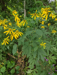 �������� �����������