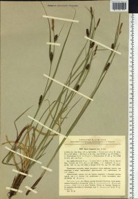 ����� ����