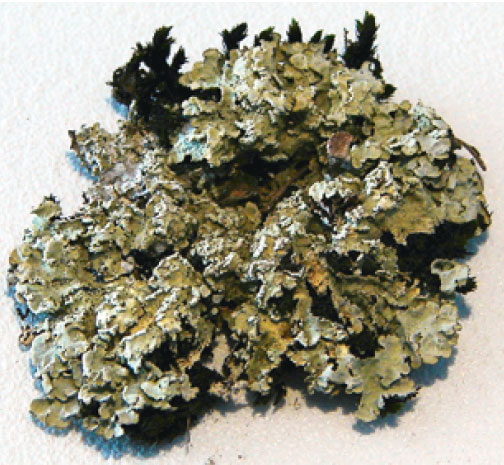 ������������ �����