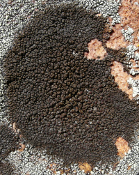 ������������� �����-����������, �������� ��������-���������