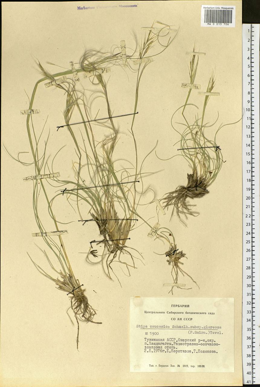 ������ ��������