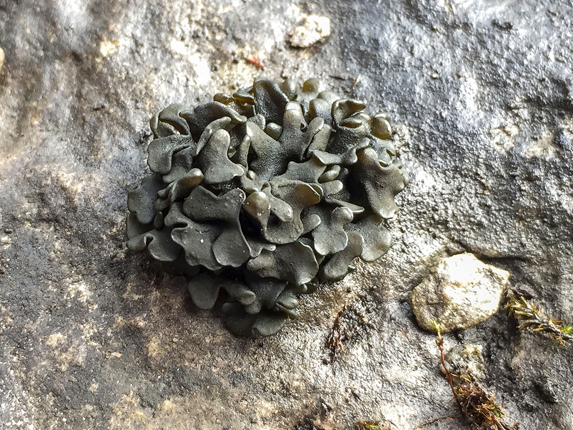 ����� �������������