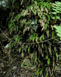 ����������� �����������