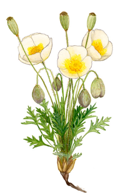 ��� ������