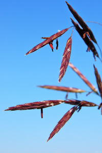 ������ ��������