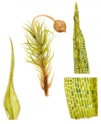 ����� ��������