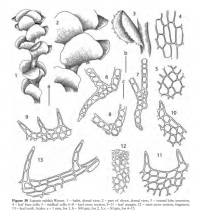 �������� ������-���������