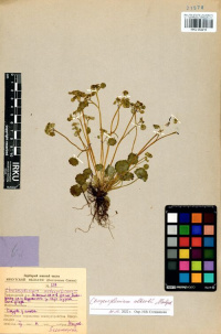 ������������ ��������