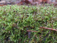 ������-������ ���������