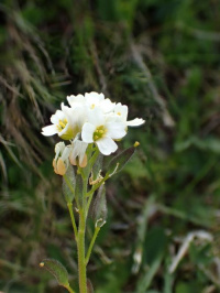 ������ �������