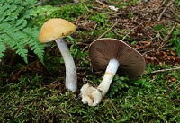 ��������� ����������