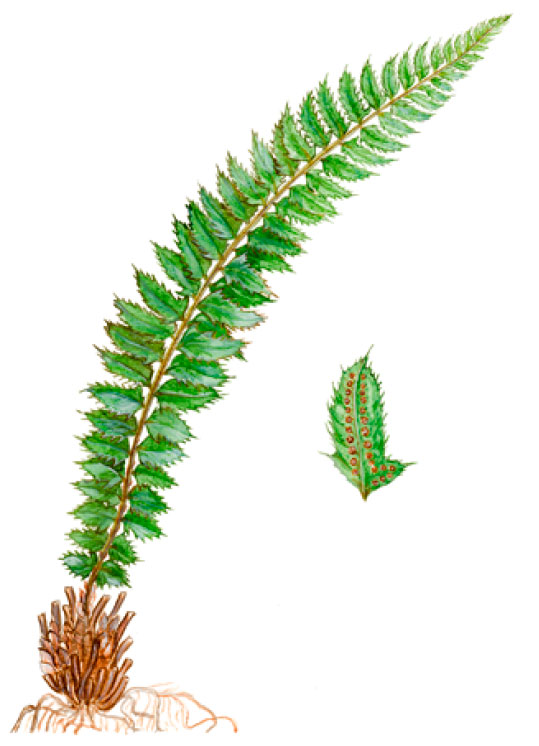 ����������� �����������