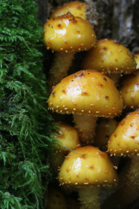 ���������� ��������