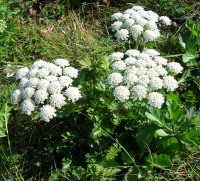 ��������� �������������