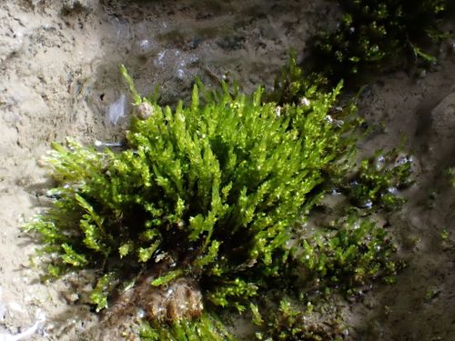 ����� ����������