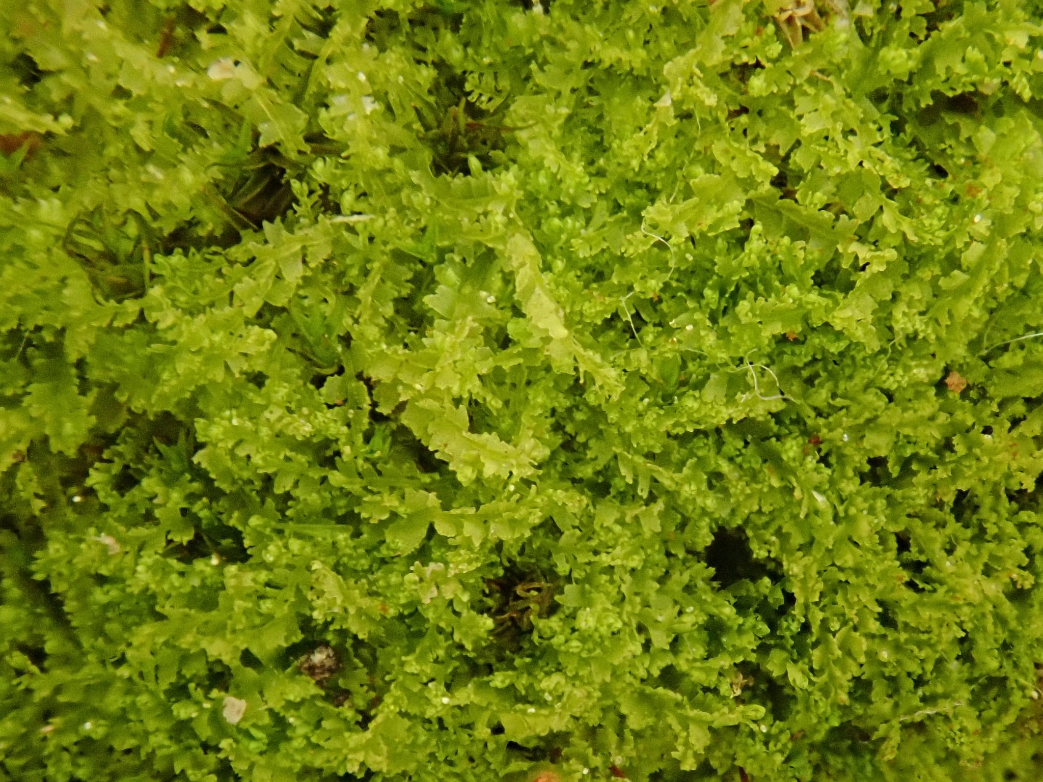 ��������� �����