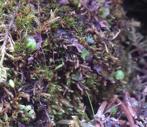 ����������� ����������