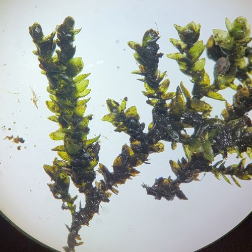 ������������ ������