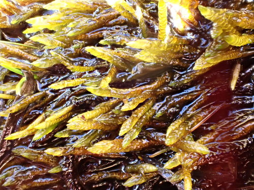 ���������������� ���������