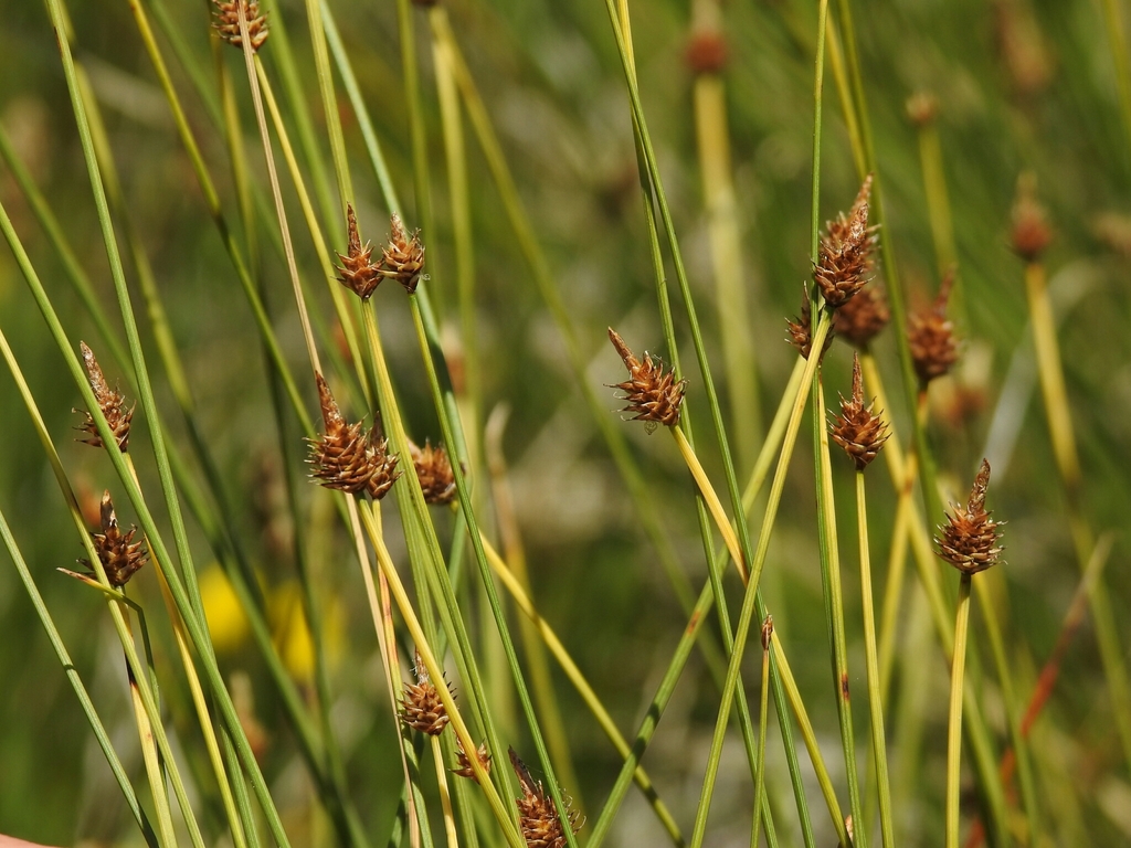 ����� ����������