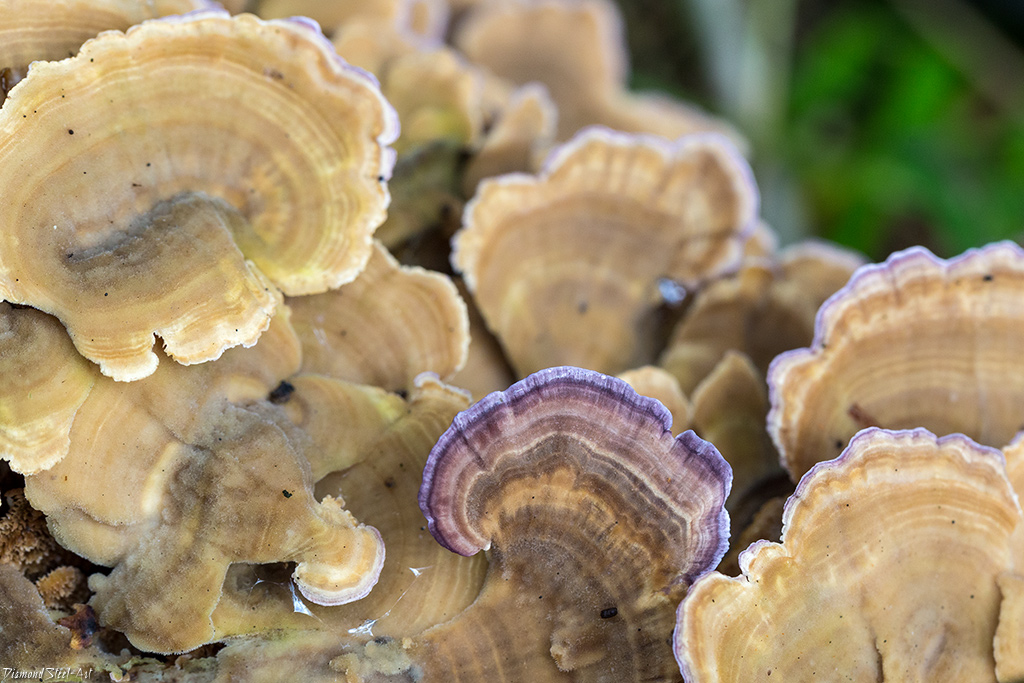 ��������� �������