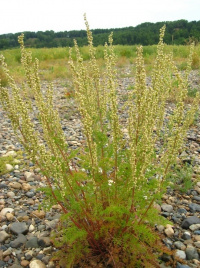 ������ �����������