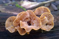 ������� ����������������