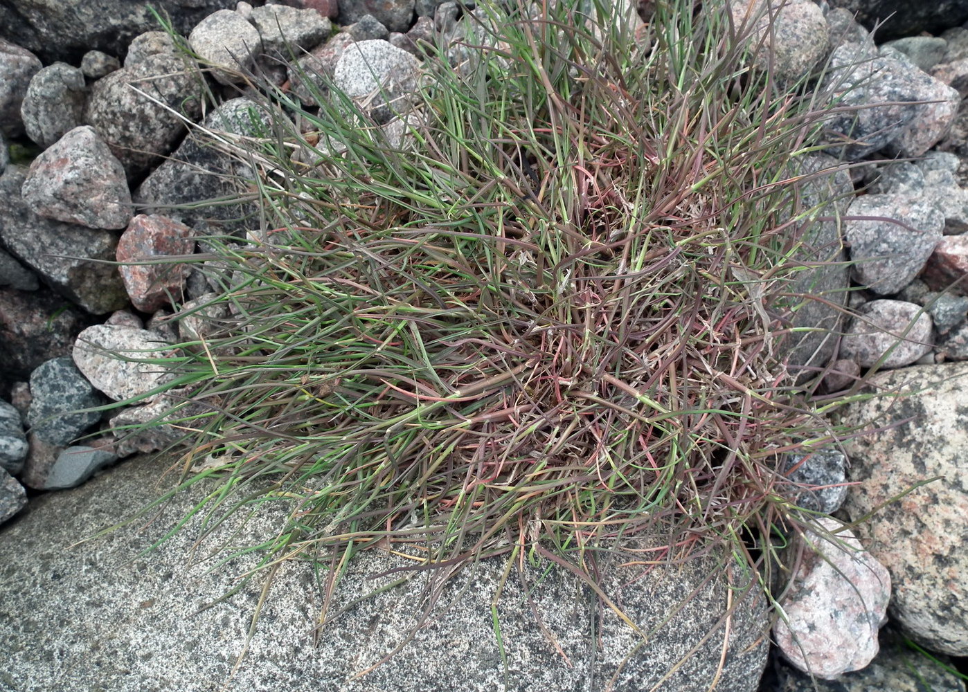 �������� �����������������