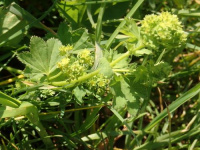 �������� ����������